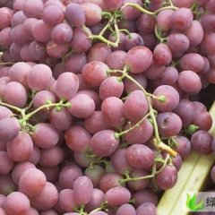 东莞下桥代销红提批发红提