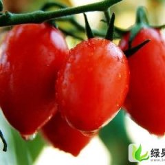 河北阜城樱桃西红柿：古城镇田