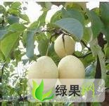 陕西大荔酥梨：双泉镇李铁牛