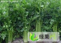 河北肥乡皇妃芹菜：郝家堡杜先生