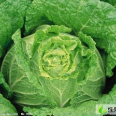 草沟堡王香大白菜最新报价0.22元/斤