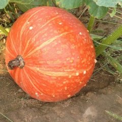 内蒙鄂托前旗 红栗南瓜：老毕