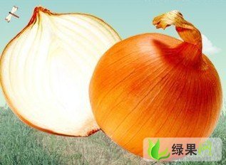 甘肃民勤黄皮洋葱：昌宁乡吴平