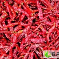 山东金乡新一代朝天椒：吉术镇朱光