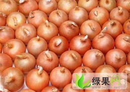 甘肃肃州洋葱：三墩镇岳潇