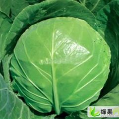 山东青州甘蓝：东夏镇孙国梁