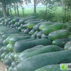 山东金乡子弹头黑皮冬瓜：化雨镇苏成雷