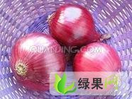 甘肃民勤紫葱红葱：薛百孙利仁