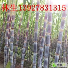 翁源甘蔗种植基地金牌 代办-林生