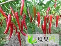 山东金乡金塔：吉术镇朱光