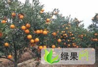 广东饶平叶橘：新圩镇黄生