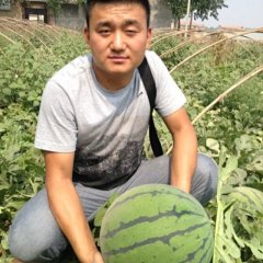 金宝三号西瓜种子