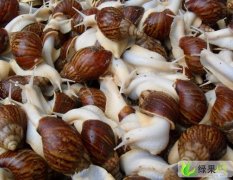 上海白玉蜗牛：逸仙路周备