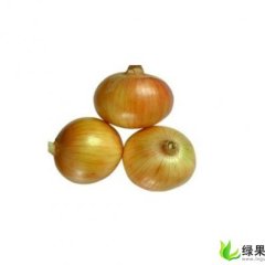 甘肃高台黄皮洋葱：许三湾白军红