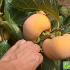 广西恭城恭城月柿：加会王志光