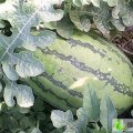 内蒙古扎鲁特旗花皮无籽：乌木场贾宝柱