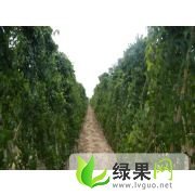 河北清苑麻山药：全昆村李萌