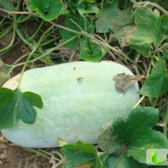 河南夏邑白冬瓜：王集乡彭经理