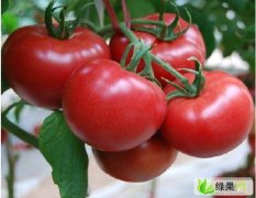 广东江南代销以色列西红柿大小番茄及各种蔬果