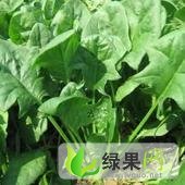 河北肥乡大叶菠菜:郝家堡杜先生