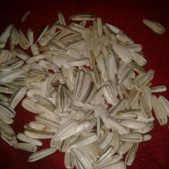 内蒙古扎兰屯甘葵：蘑菇气教富阳