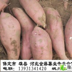 河北雄县龙署九号：昝岗镇姚立国