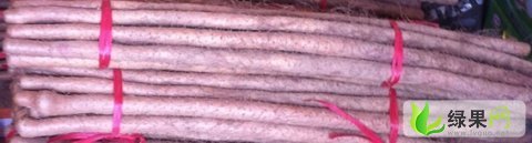 山东定陶陈集山药：沙海沙磊