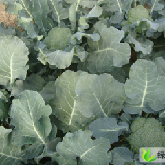 河南扶沟狼眼：吕潭杜华磊