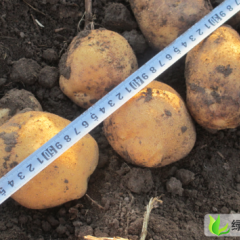 吉林公主岭延薯四号：怀德镇公主岭种