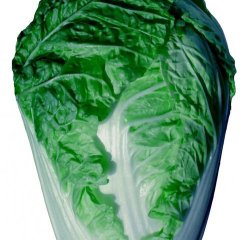 河南通许夏阳：小双沟张经理