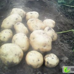 河北围场克新一号：朝阳地刘金宝