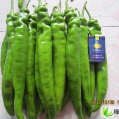 山东青州辣椒圆椒西葫芦等蔬菜大量上市。