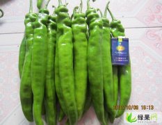 山东青州辣椒圆椒西葫芦等蔬菜大量上市。