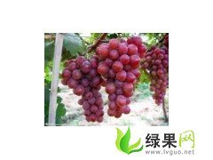 陕西大荔红提：两宜镇李新峰