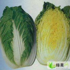 河北蔚县圆白菜即包菜：草沟堡王晓冬
