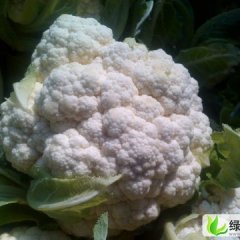 山东昌邑雪宝：都昌街孙晓梅