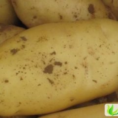 河北围场克新一号：广发永郑卫东