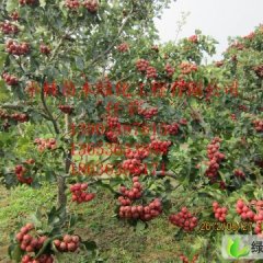 山西绛县大五棱：车厢路任丰