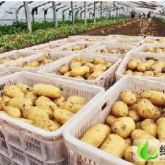 山东滕州克新一号：界河镇李先生