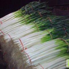 山东市中长白大葱：南辛庄庞传生