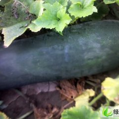 河北隆尧子弹头黑皮冬瓜：王盘庄赵纹昽