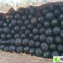 河南郸城铁冠军冬瓜：钱店小马