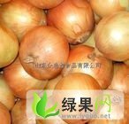 甘肃民勤黄皮洋葱：薛百孙利仁