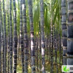 广东南沙大灰种：榄核镇彭先生