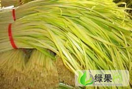 云南泸西韭黄：县城周杨小姐