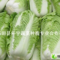 玉田县北京新三号白菜.玉菜 河北唐山市白菜 甘蓝