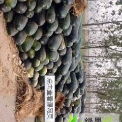 河南长葛子弹头黑皮冬瓜：南席镇罗亮