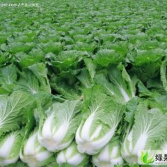 河北蔚县草沟堡乡万亩高山旱地大白菜