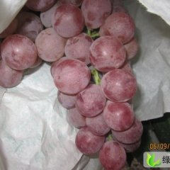 陕西蒲城红提大量上市预定