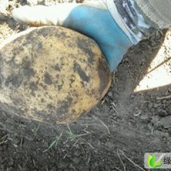 内蒙古牙克石杠九：免渡河谷先生